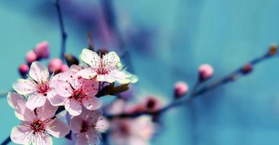 Hai nhành hoa xuân từ thi sĩ miền quê