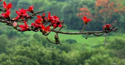 Thơ: Hoa Mộc Miên