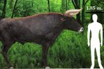 Giới khoa học sắp ‘hồi sinh’ thành công loài bò cổ đại khổng lồ Auroch?