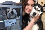 Loạt khoảnh khắc hài hước, đáng yêu của những chú chó Husky