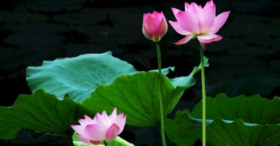 Lắng nghe ca khúc ‘Tỉnh Mộng’, ta chợt bàng hoàng thức giấc giữa chốn mê