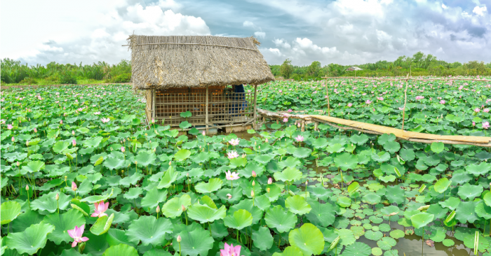 Trà ướp gạo sen – Thức quà quý của Đất Trời trao tặng: trong TRÀ, HOA có ĐẠO