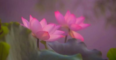 Qua mùa đông lạnh sen sẽ nở, hương thơm mát lành đón xuân sang