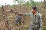 Vụ phá hoại hàng trăm gốc đào ở Bắc Ninh: Một chủ vườn uống thuốc sâu tự tử