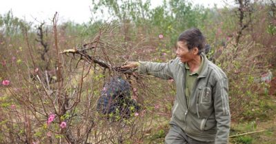 Vụ phá hoại hàng trăm gốc đào ở Bắc Ninh: Một chủ vườn uống thuốc sâu tự tử