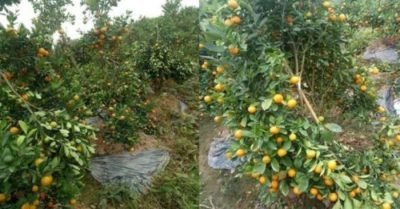 Vườn quất cảnh bán Tết tại Hưng Yên bị kẻ gian phá hoại