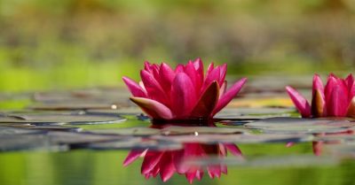 Trong u minh có định số: Xuất thân thấp kém, lại được chủ định sinh quý tử