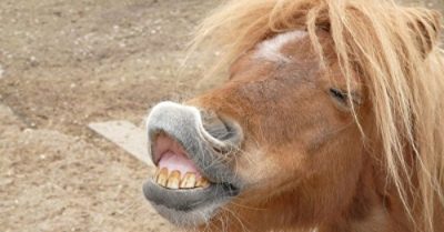 “Môi hở răng lạnh” – Quốc vương chư hầu vì sao thành nô bộc?