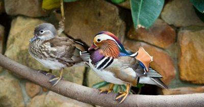 Sa cơ lỡ vận, nhà trai bị ép thoái hôn, nàng dâu xé toạc thư ly hôn