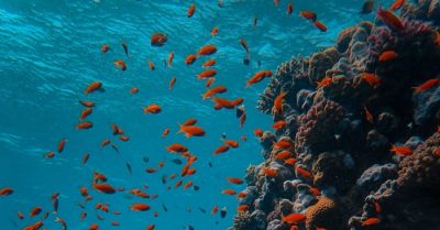 Bí ẩn chưa được giải đáp: Thăm dò biển sâu