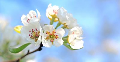 Độc giả phương Tây đón nhận bài viết của Đại sư Lý, lan tỏa thông điệp tình yêu và hy vọng