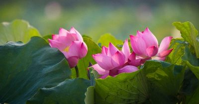 Phúc – hoạ thảy do người…