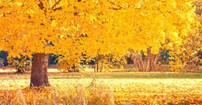 Thu phân: Ngày Bỉ Ngạn, thiên địa âm dương giao hòa