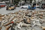 Trung Quốc rộ phong trào giết chó mèo hoang, phải chăng chính phủ cố tình thao túng?