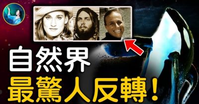 Cơn thịnh nộ của cá voi sát thủ