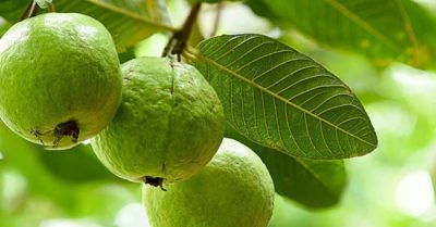 Những mùa quả chín xôn xao