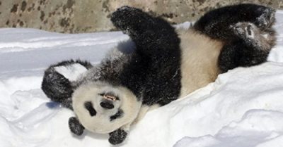 Chu Hiểu Huy: 17 gấu trúc lớn về nước, phái “ôm gấu trúc” thất thế