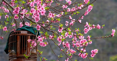 Hoa đào ngày Tết