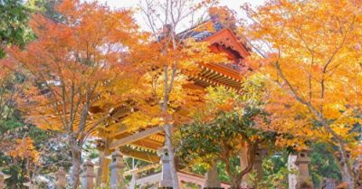 Thư sinh học được võ nghệ, trong chiến loạn cứu gia đình và hàng xóm khỏi kiếp nạn