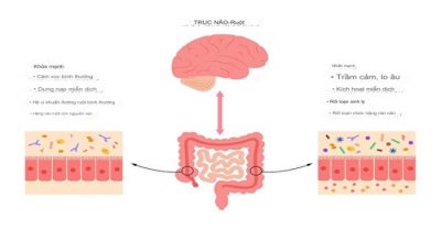 Cân bằng vi khuẩn đường ruột bảo vệ sức khỏe, đừng bỏ qua 2 chìa khóa này