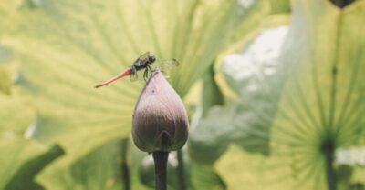 Thấy sự hồng đại trong những gì nhỏ bé: Đọc bài thơ «Tiểu Trì» (ao nhỏ) của Dương Vạn Lý