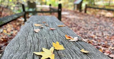 Một chiếc lá rơi, là sự vô tình của gió, sự vô tâm của cây, hay sự vô ý của chính chiếc lá?