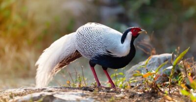 Vụ nuôi gà lôi bị phạt 6 năm tù: Nhiều luật sư vào cuộc