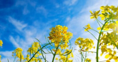 “Gió đưa cây cải về Trời…” – Câu ca dao mang thông điệp tỉnh thức