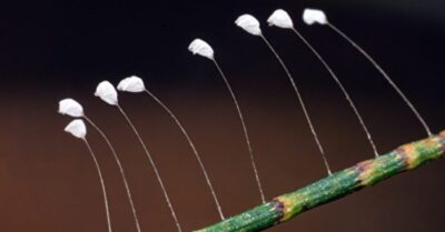 Những loài thực vật kỳ diệu trong truyền thuyết