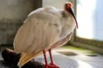 Chim lông trắng “Bình Bình” ở Bắc Kinh qua đời, cư dân mạng: Tiếc là không sống được đến 150 tuổi