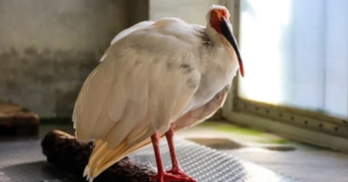 Chim lông trắng “Bình Bình” ở Bắc Kinh qua đời, cư dân mạng: Tiếc là không sống được đến 150 tuổi