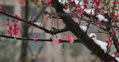 Ngày 5 tháng 1 đón tiết Tiểu Hàn, thầy phong thủy giải đáp: Tại sao không nên quét lá rụng?