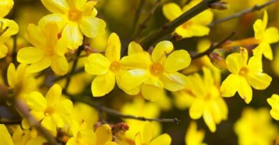 Tiết Lập Xuân cần ‘dưỡng sinh’, làm những việc này để tăng trưởng năng lượng Dương cho cả năm