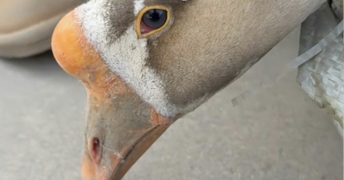 Ngỗng ở An Huy rơi lệ khi sắp bị giết thịt, chủ nhân: Không dám ăn, đã đem tặng người khác