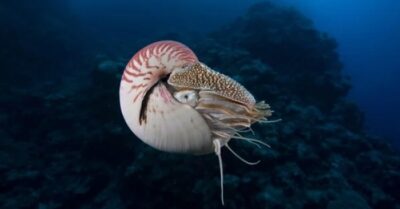 Phát hiện chấn động về đại dương cổ đại? “Sinh vật tiền sử” bất ngờ xuất hiện tại miệng núi lửa Thái Bình Dương