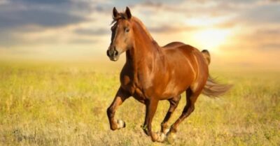 Nguồn gốc của câu tục ngữ “Ngựa tốt không ăn cỏ quay đầu” là gì?