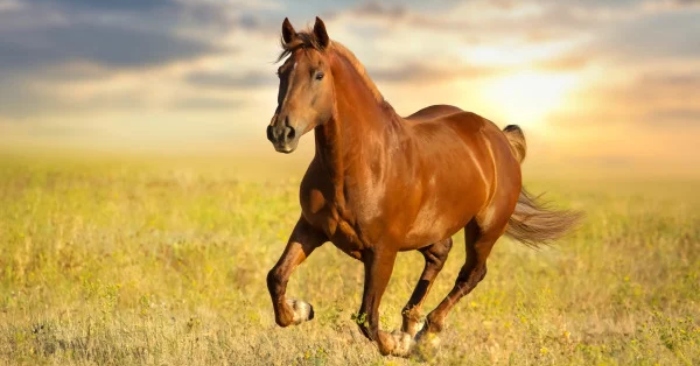 Nguồn gốc của câu tục ngữ “Ngựa tốt không ăn cỏ quay đầu” là gì?