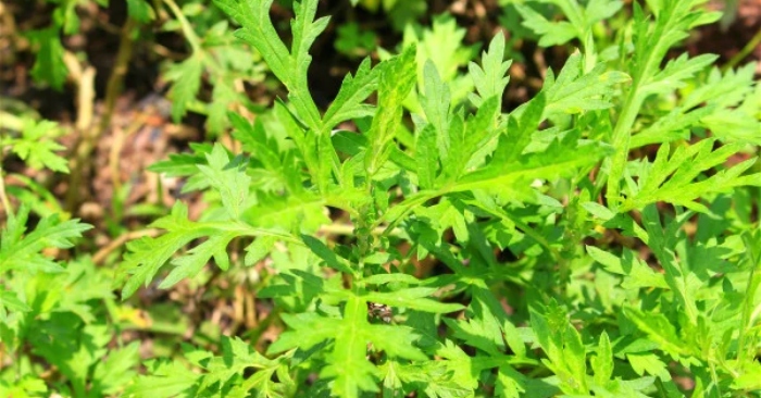 Cây ngải cứu nhỏ bé có khả năng chống ung thư, công dụng và tác dụng dưỡng sinh