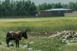 Chú lừa chuyển sinh trả nợ mở miệng nói chuyện!