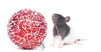 Tỷ lệ tử vong do Virus Hanta lên tới 50%: Tuyệt đối không dùng chổi quét phân chuột