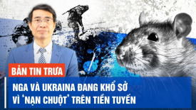 Tình báo Anh: Chuột sinh sôi nảy nở ở tiền tuyến khiến quân đội Nga và Ukraina khổ sở